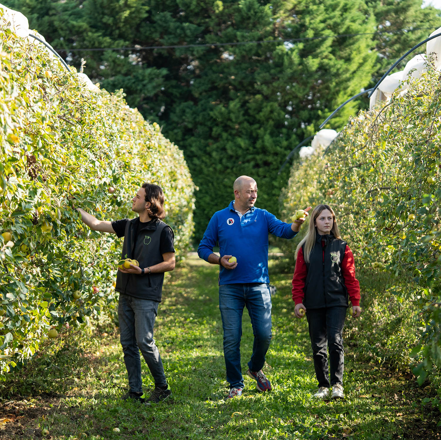 pommes bio berger nicolas althen les paluds vaucluse